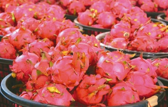 火龍果便秘 火龍果便秘