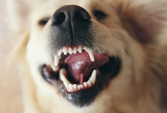 狗狗洗牙注意事項