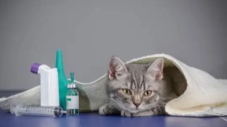 貓瘟治療 貓瘟治療