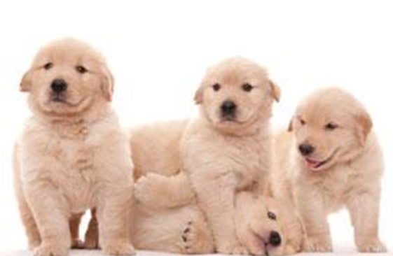 黃金獵犬幼犬照顧