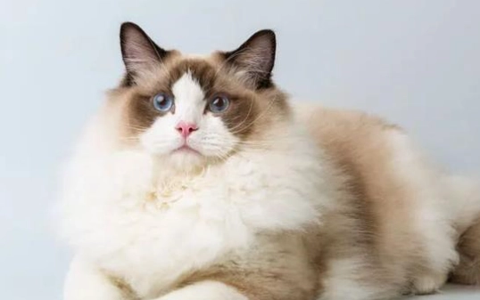 扁臉貓護理 扁臉貓護理