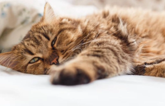 貓瘟後遺症症狀