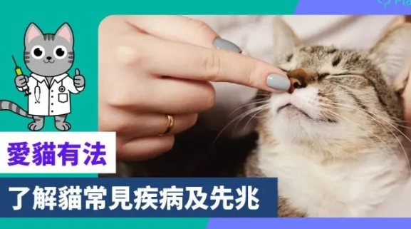母貓健康問題 母貓健康問題