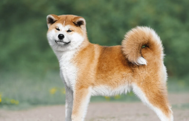 秋田犬獵熊訓練