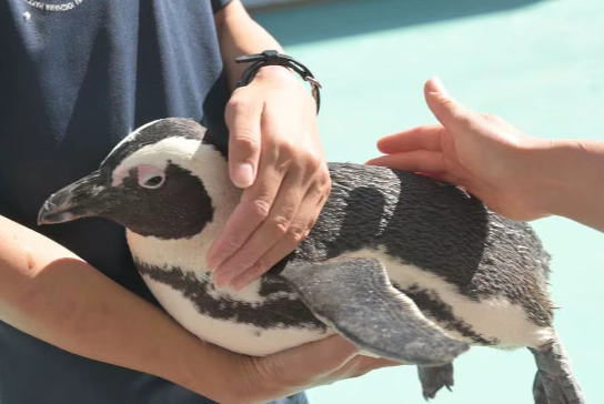 八景島預約教學 八景島預約教學