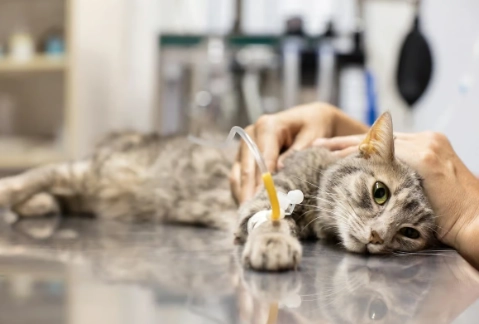 貓瘟恢復期 貓瘟恢復期