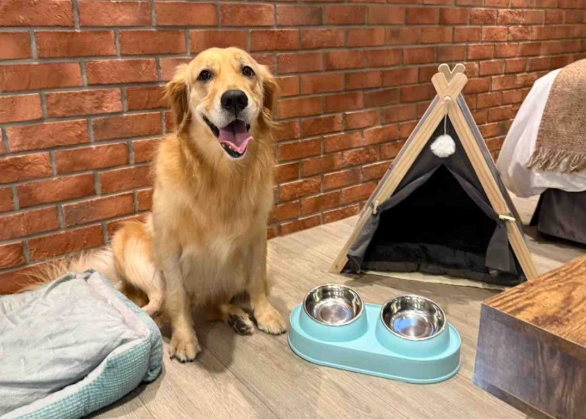 高雄帶寵物住宿 高雄帶寵物住宿