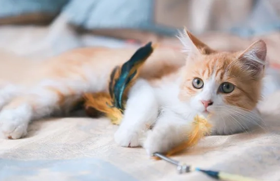 貓咪用品清單 貓咪用品清單