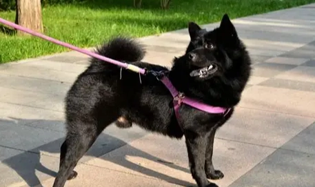 黑色秋田犬飼養方法