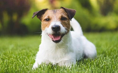 傑克羅素犬性格