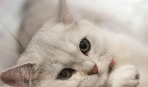 母貓疾病症狀 母貓疾病症狀