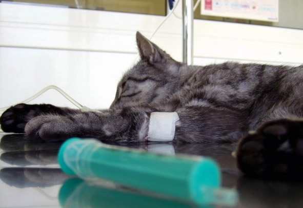 貓瘟症狀 貓瘟症狀