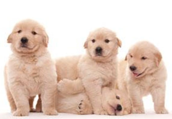 黃金獵犬標準體型