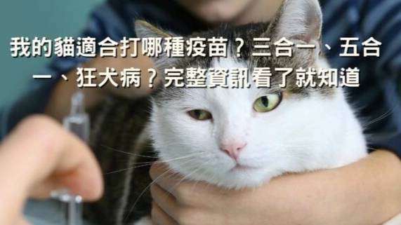 貓打疫苗後不吃飯