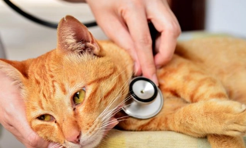 貓瘟治療時間 貓瘟治療時間