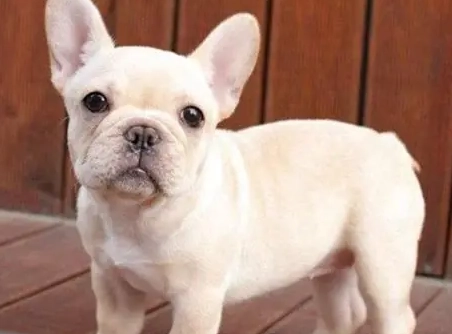 法國鬥牛犬年齡