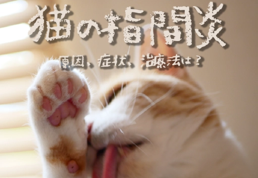 貓腳掌發炎