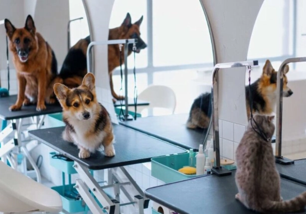寵物旅館開業