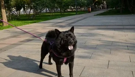 秋田犬黑色特徵