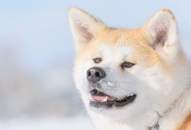 秋田犬獵熊訓練