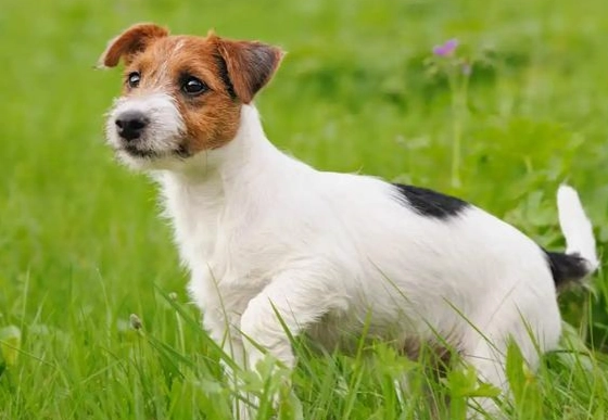 傑克羅素梗犬行為