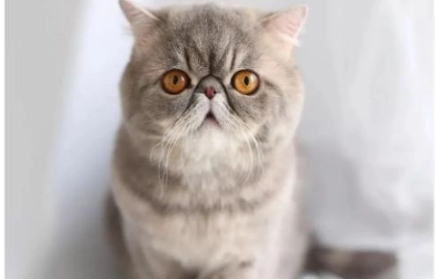 短鼻貓健康問題