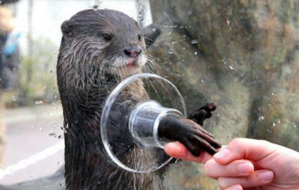 八景島水獺握手預約 八景島水獺握手預約