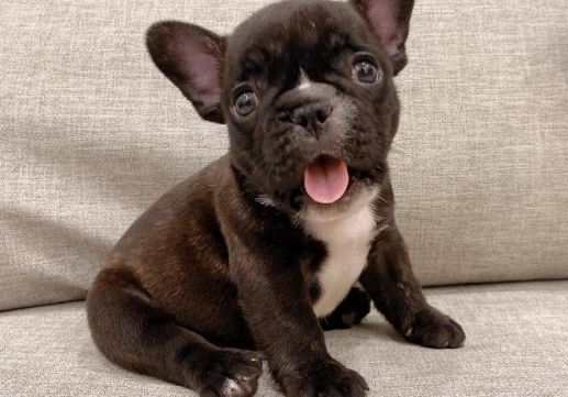 法國鬥牛犬體型