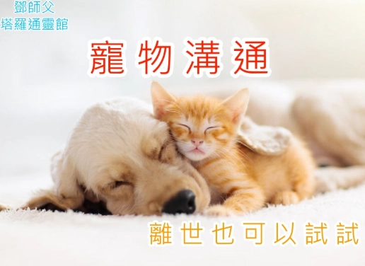 離世寵物溝通 離世寵物溝通