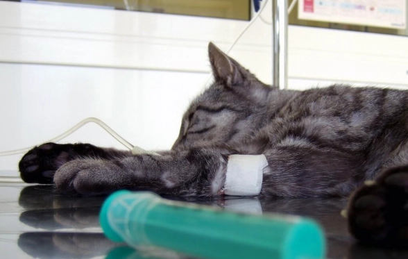 貓瘟後遺症症狀