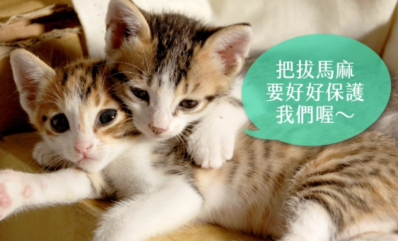 母貓健康問題 母貓健康問題