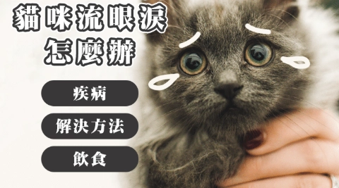 貓流眼淚治療