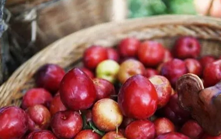 李子健康益處 李子健康益處