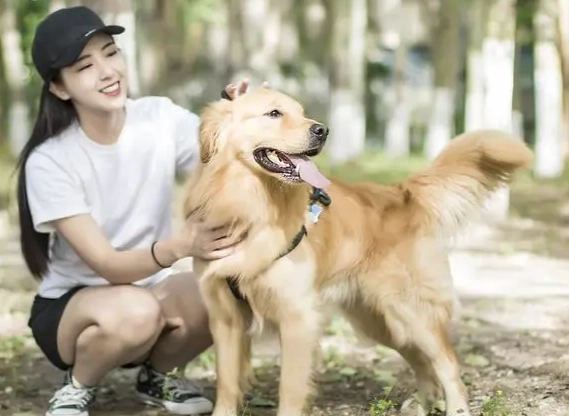 黃金獵犬英系美系差異