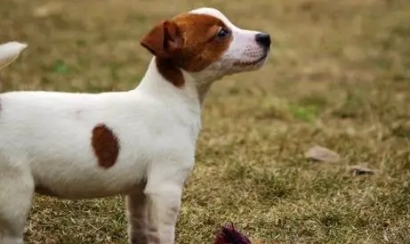 傑克羅素犬性格