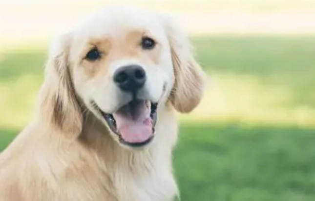 黃金獵犬英系美系差異