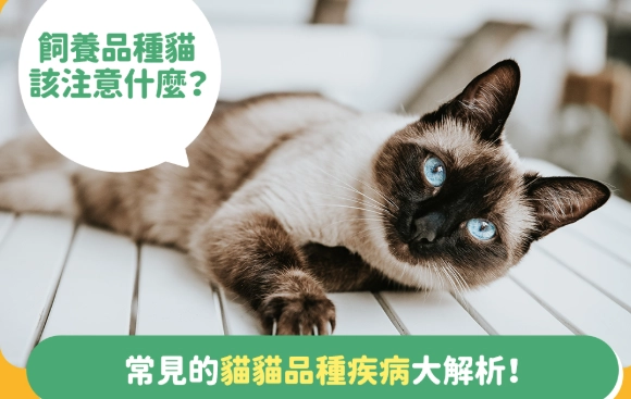 母貓健康問題 母貓健康問題