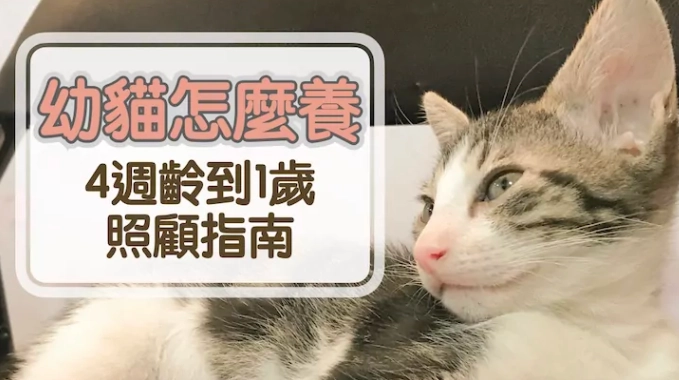 幼貓照顧