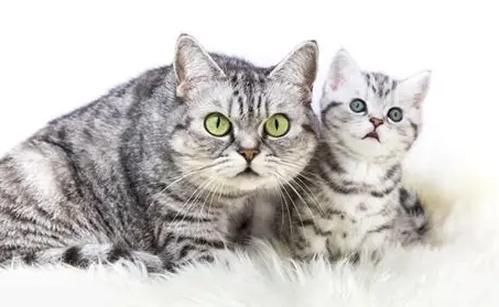 母貓疾病症狀 母貓疾病症狀