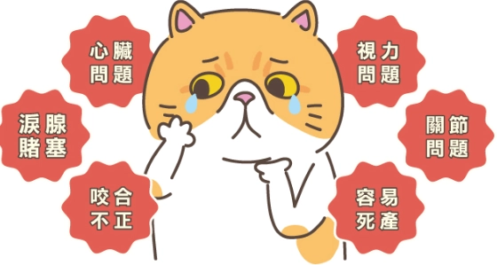 扁臉貓護理 扁臉貓護理