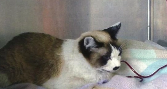 貓瘟預防 貓瘟預防