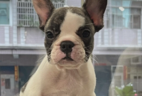 法國鬥牛犬年齡