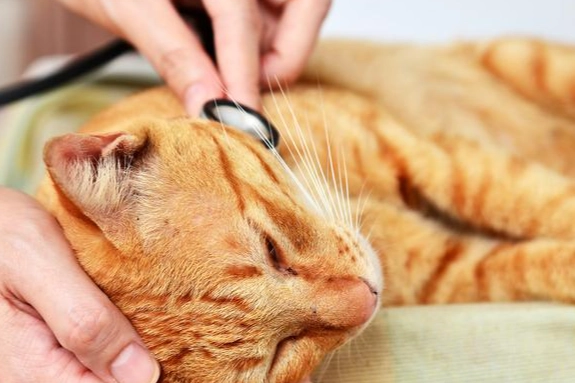 貓瘟後遺症治療