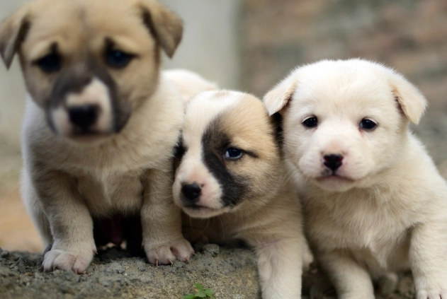 幼犬體重標準 幼犬體重標準