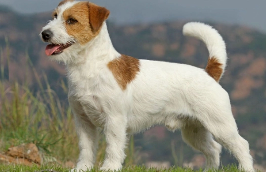 傑克羅素梗犬行為