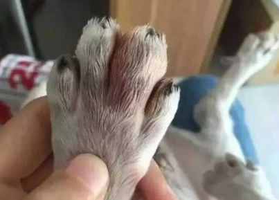 狗狗腳趾護理