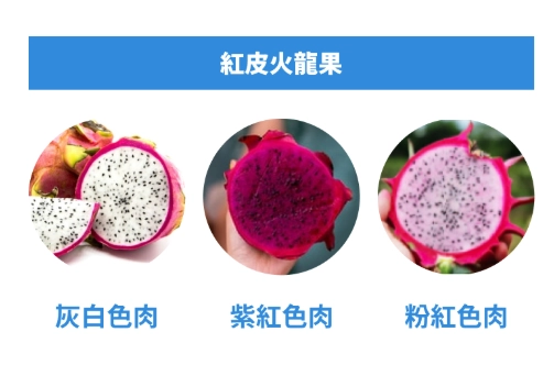 火龍果糖尿病 火龍果糖尿病