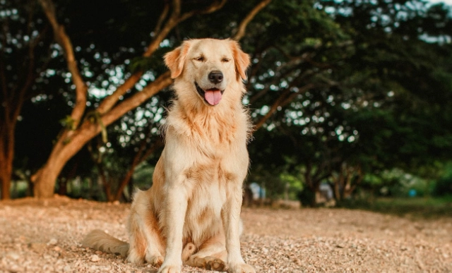 黃金獵犬成長表