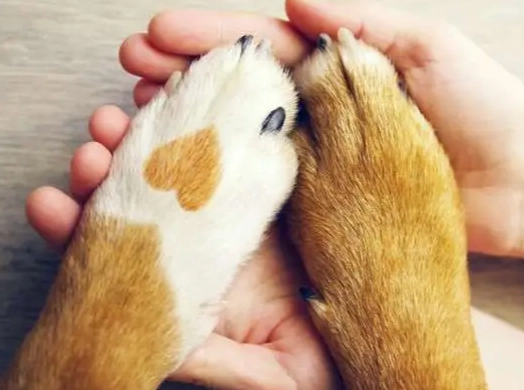 如何從寵物死亡中恢復 如何從寵物死亡中恢復