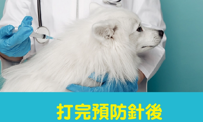 貓疫苗不良反應 貓疫苗不良反應